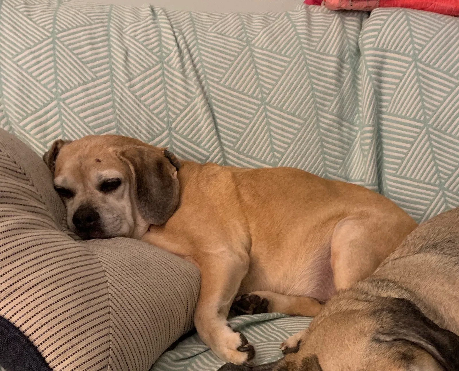 Lost dog in Wilmington, DE, 19805