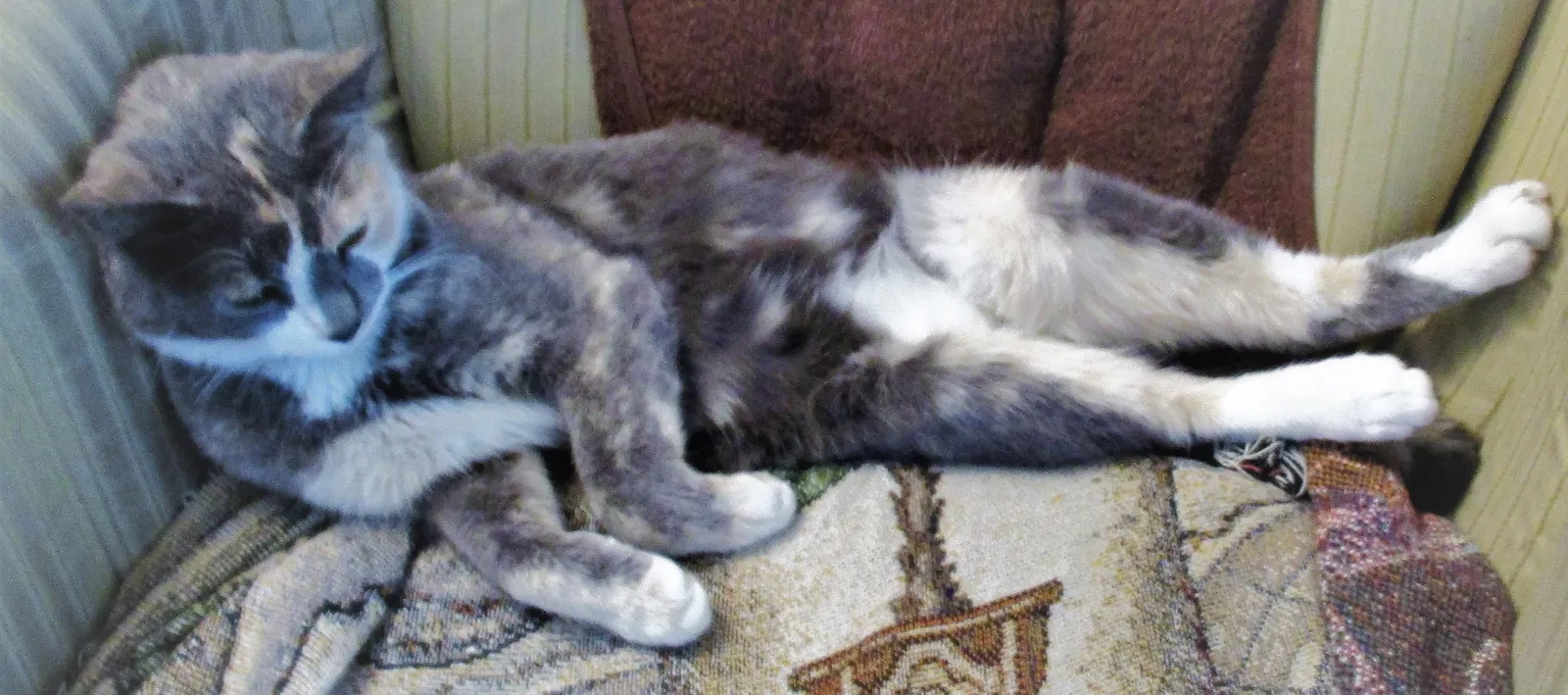 Found cat in Otisville, MI, 48463