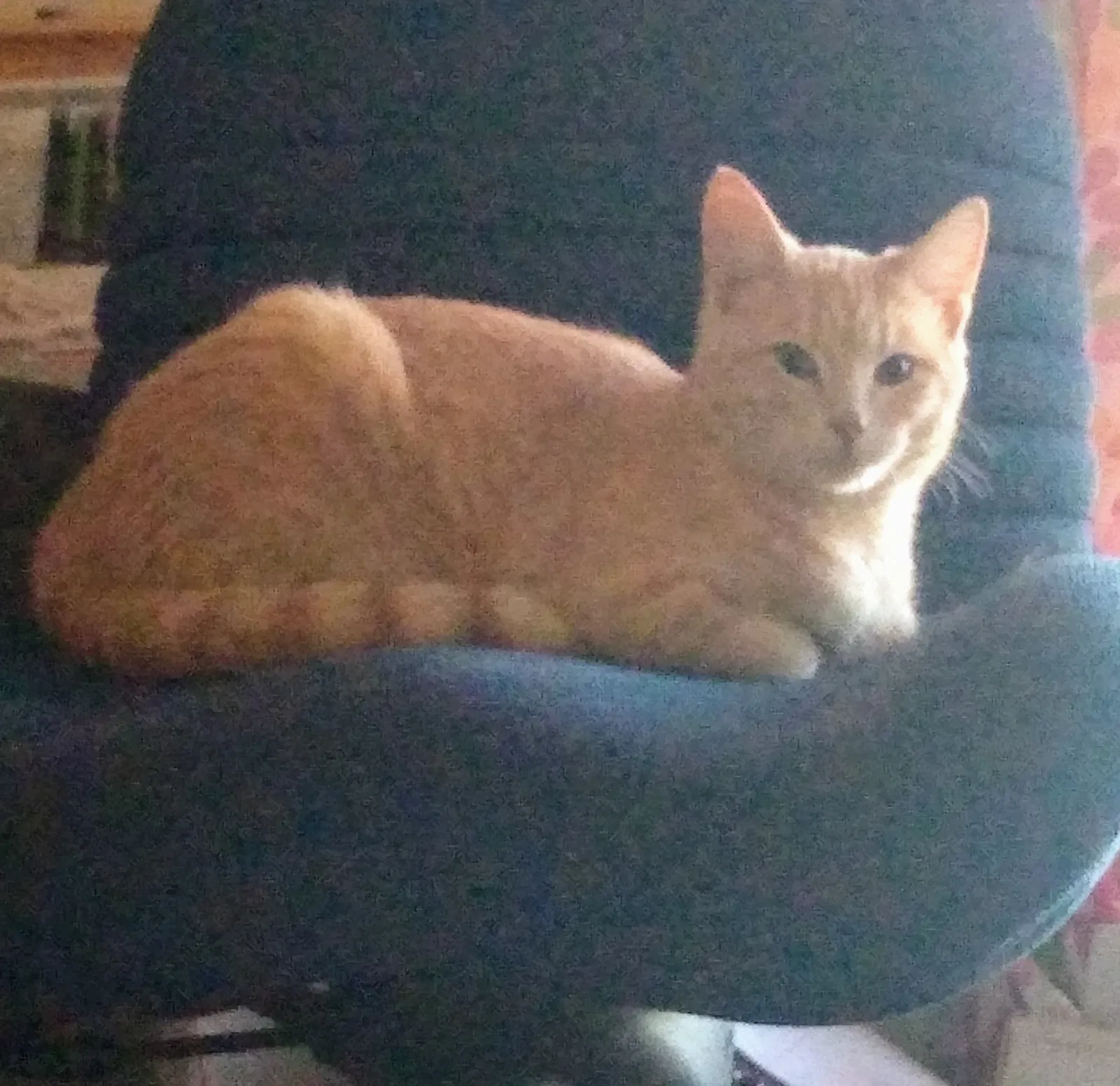 Lost cat in Tulsa, OK, 74131