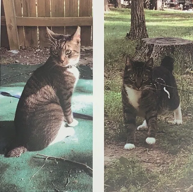 Lost cat in Durham, NC, 27705