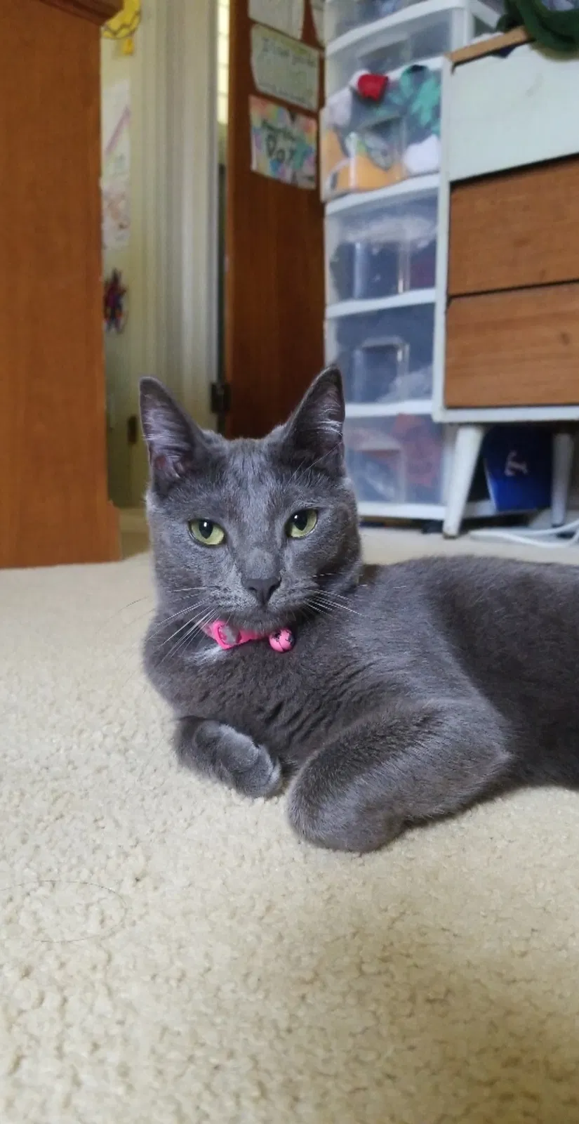 Lost cat in Kaneohe, HI, 96744