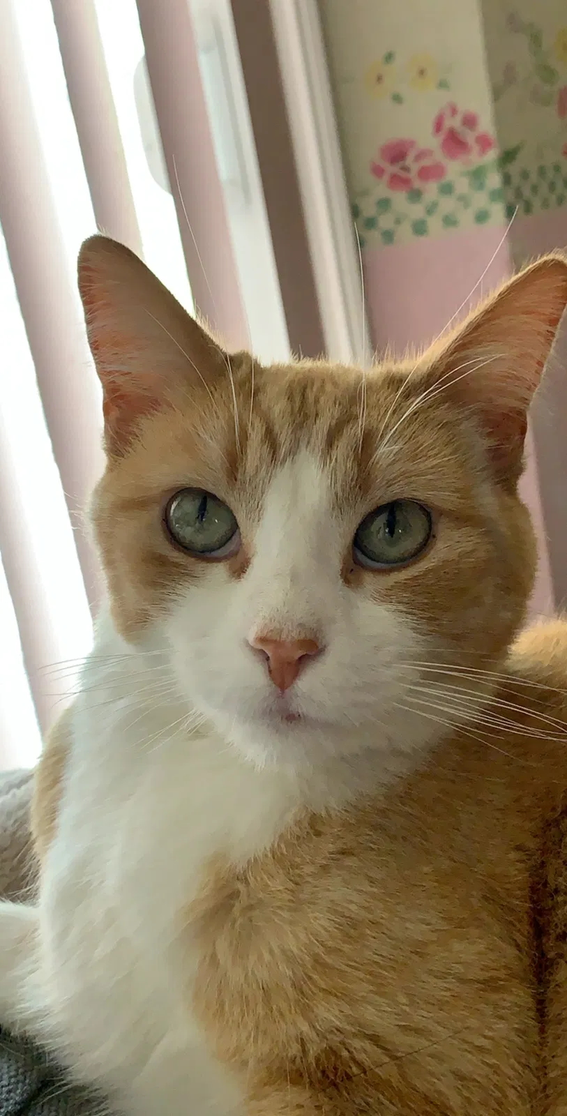 Lost cat in Riverside, CA, 92505