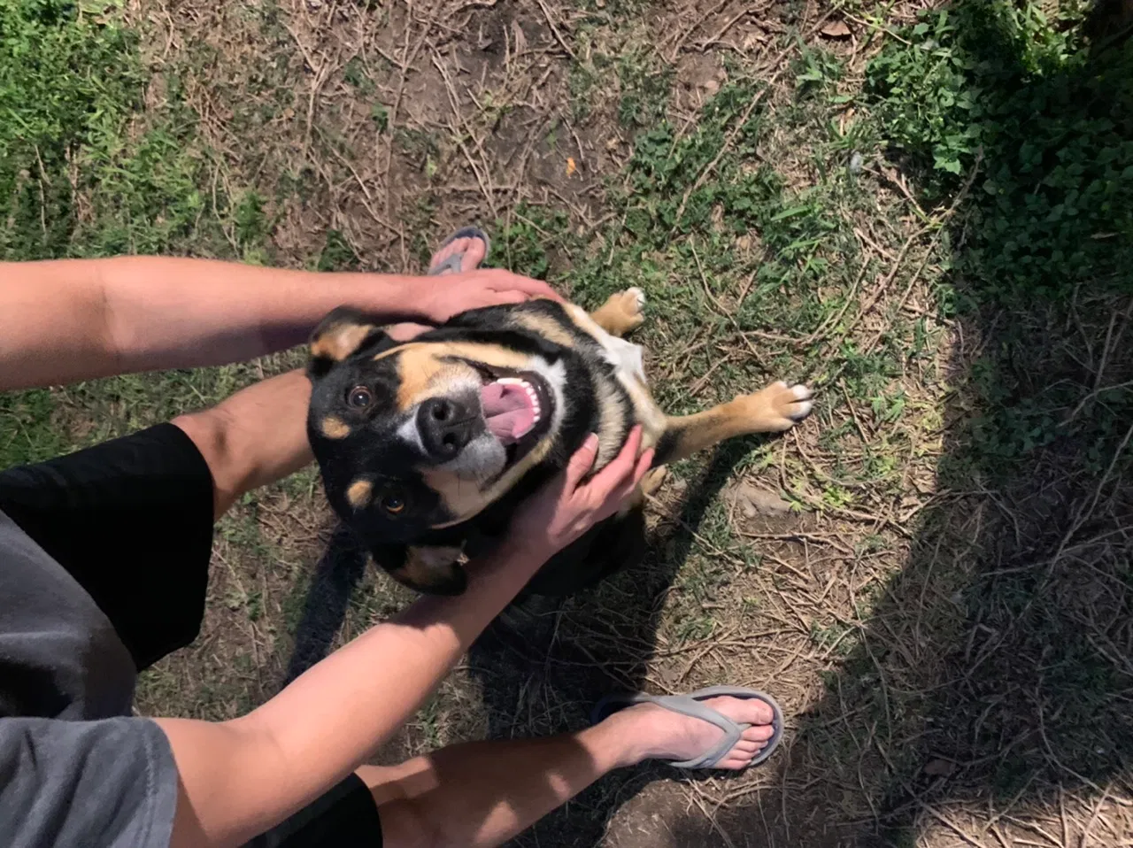 Lost dog in Mcallen, TX, 78501