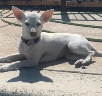 Lost dog in Bakersfield, CA, 93306