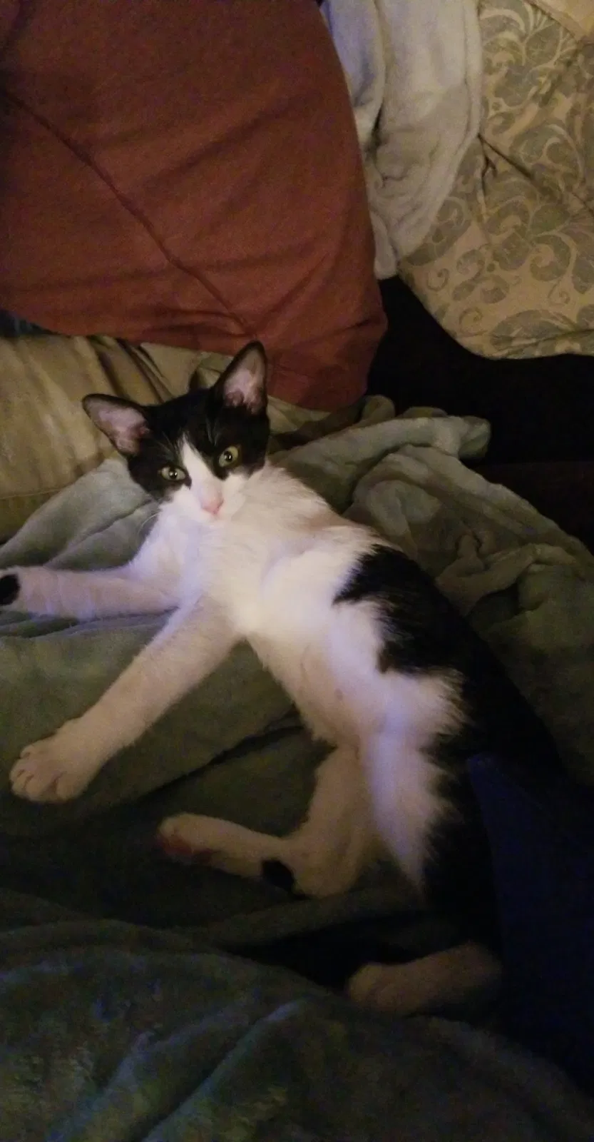 Lost cat in Austin, TX, 78749