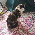 Lost cat in Syracuse, NY, 13206