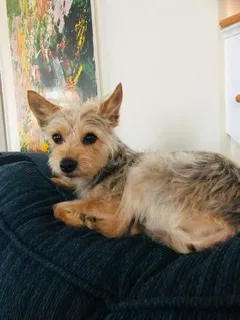 Lost dog in Simsbury, CT, 6070