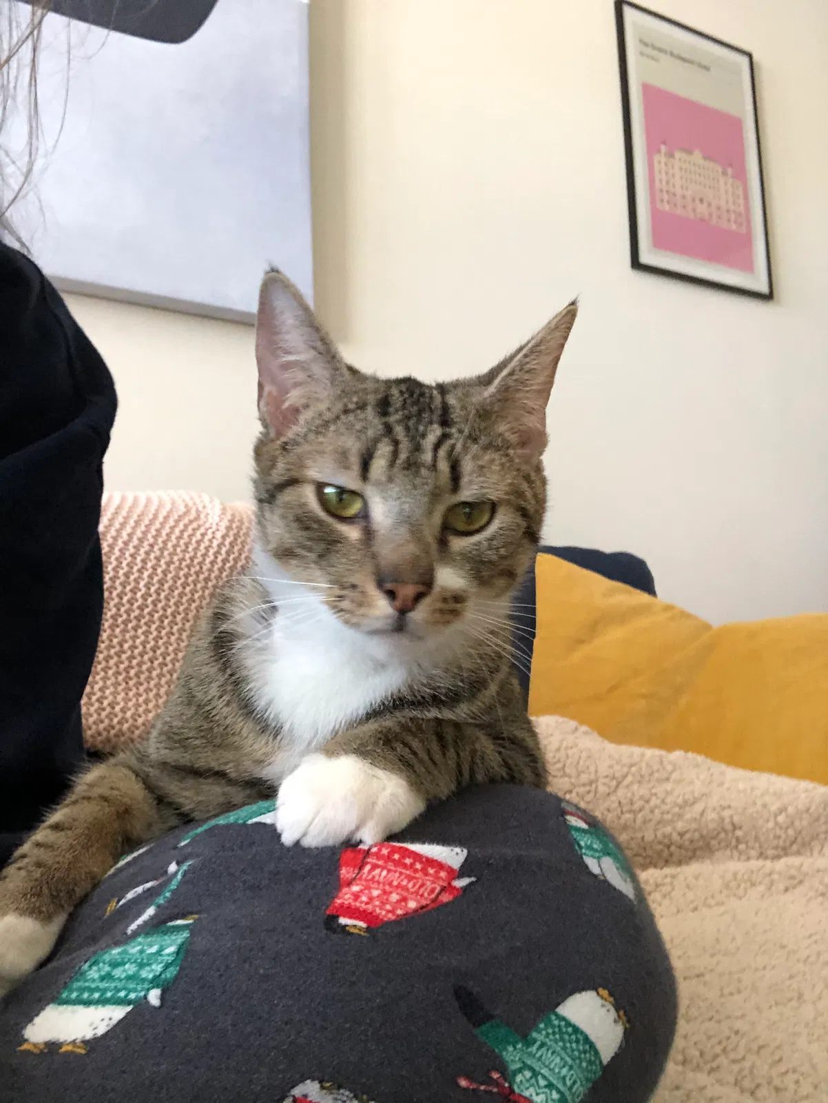 Lost cat in Millersville, PA, 17551
