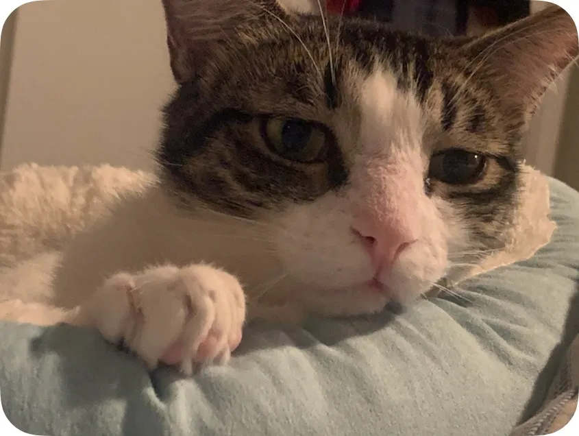 Lost cat in Arlington, TX, 76015