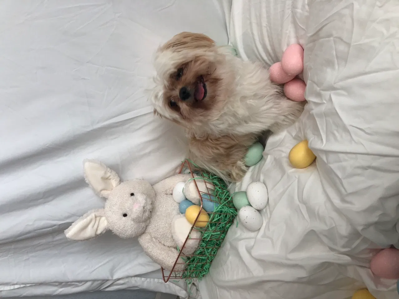 Lost dog in Stockton, CA, 95215