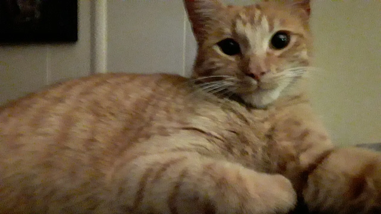 Lost cat in Chico, CA, 95973