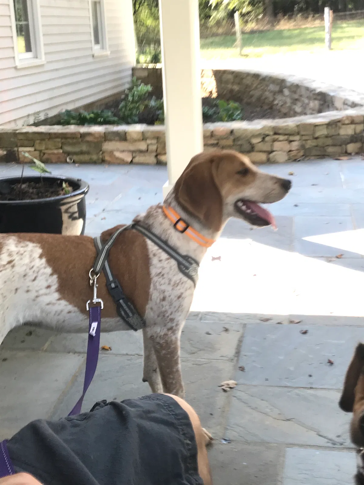 Lost dog in Snow Camp, NC, 27349