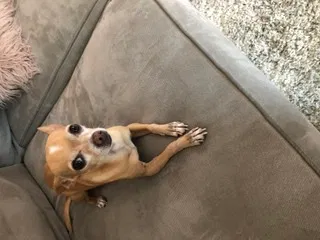 Lost dog in Santa Rosa, CA, 95405