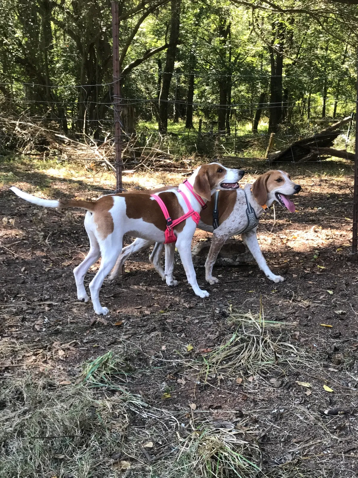 Lost dog in Snow Camp, NC, 27349