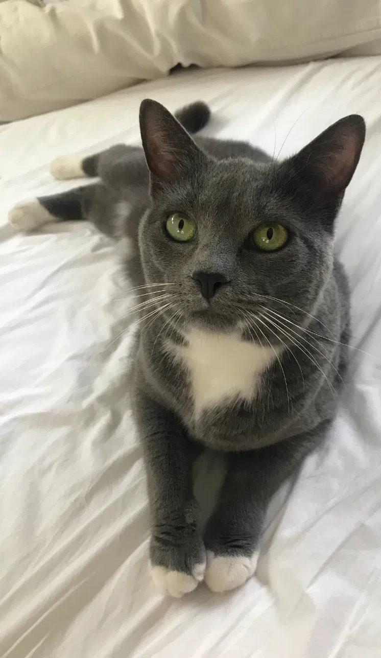 Lost cat in Ridgewood, NJ, 7450