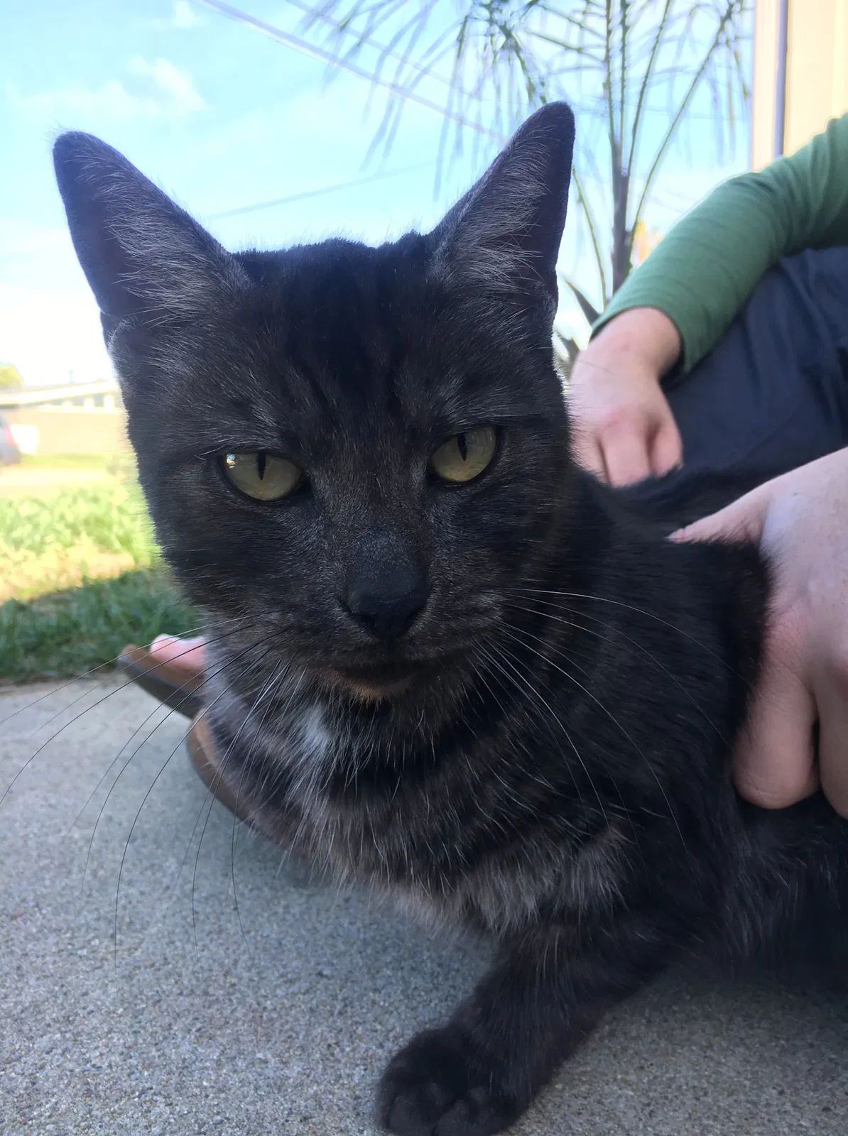 Lost cat in Imperial Beach, CA, 91932
