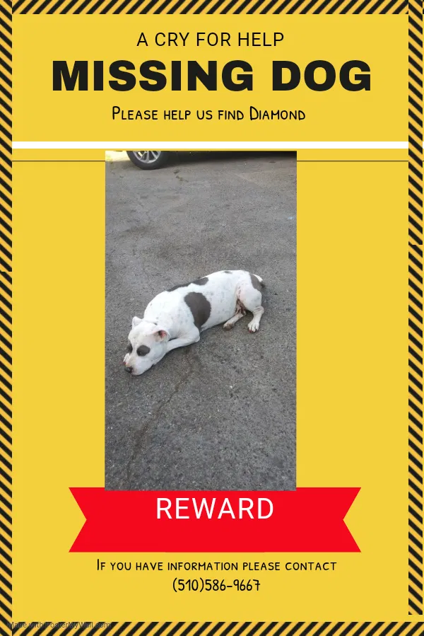 Lost dog in Oakland, CA, 94603