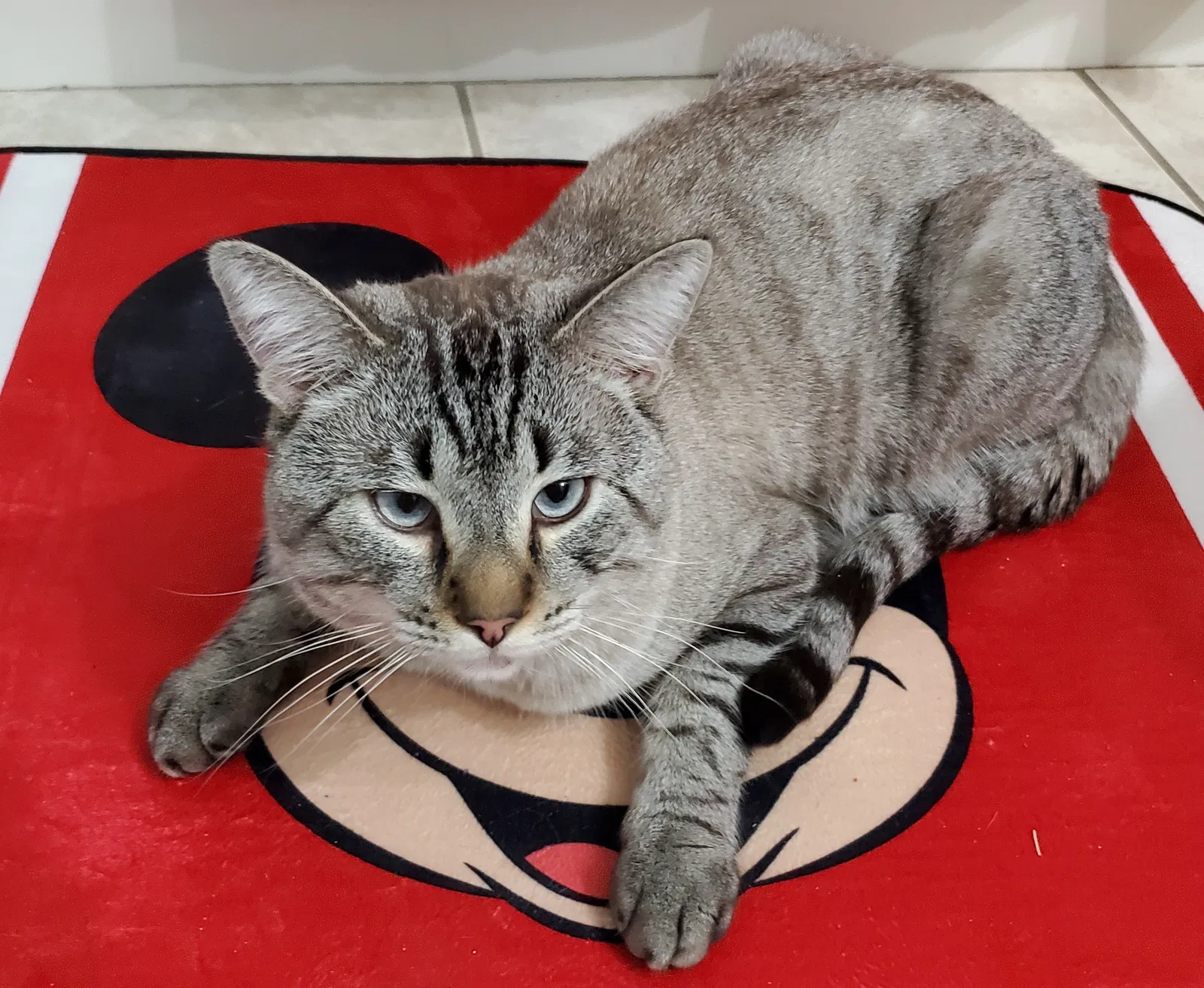 Lost cat in Phoenix, AZ, 85040