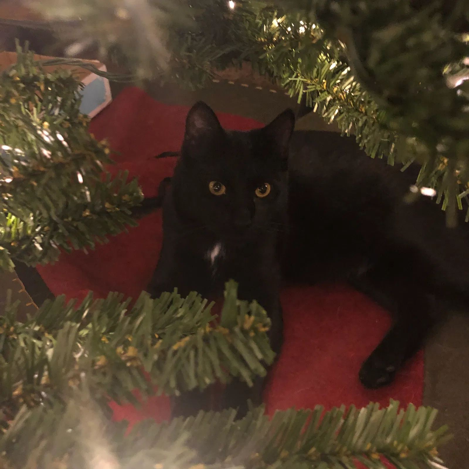 Lost cat in Fontana, CA, 92336