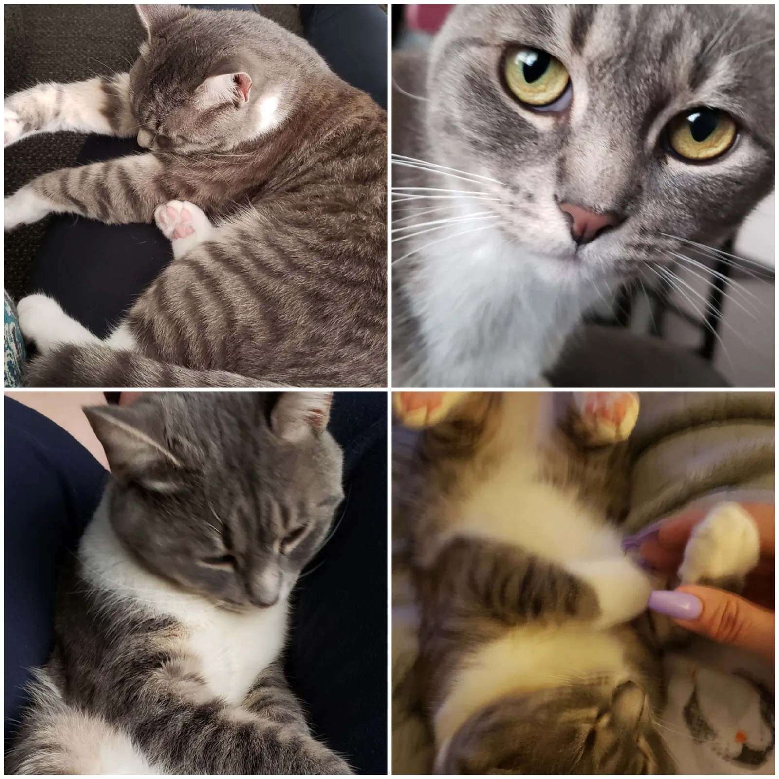 Lost cat in Riverside, CA, 92505