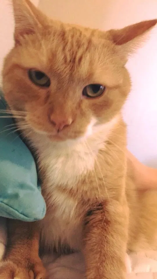 Lost cat in Grand Rapids, MI, 49504