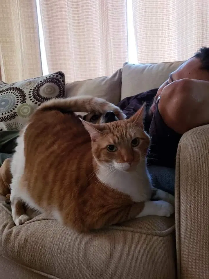 Lost cat in Roanoke, IN, 46783