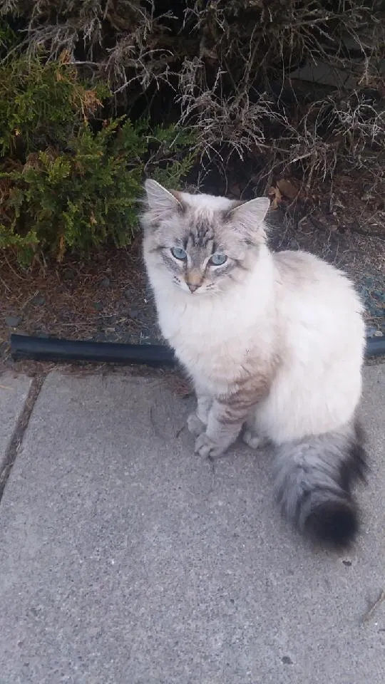 Lost cat in Andover, MN, 55304