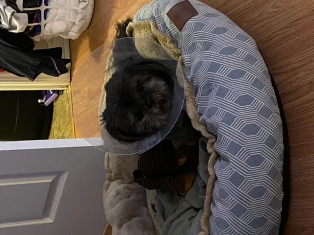 Lost dog in Macon, GA, 31204
