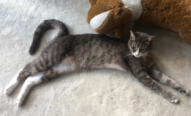 Lost cat in Dublin, OH, 43016