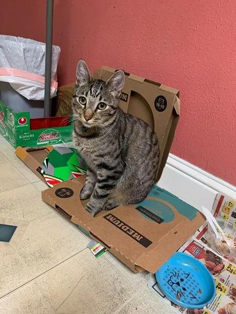 Lost cat in San Jose, CA, 95112