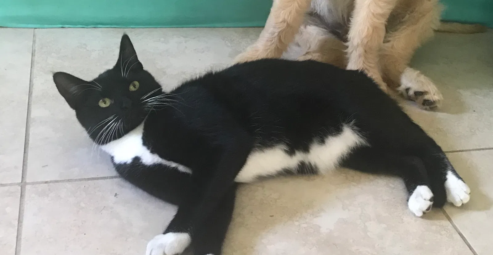 Lost cat in Cape Coral, FL, 33993