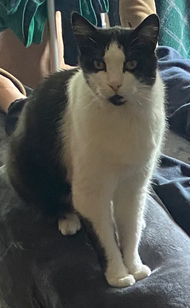 Lost cat in Bristol, TN, 37620