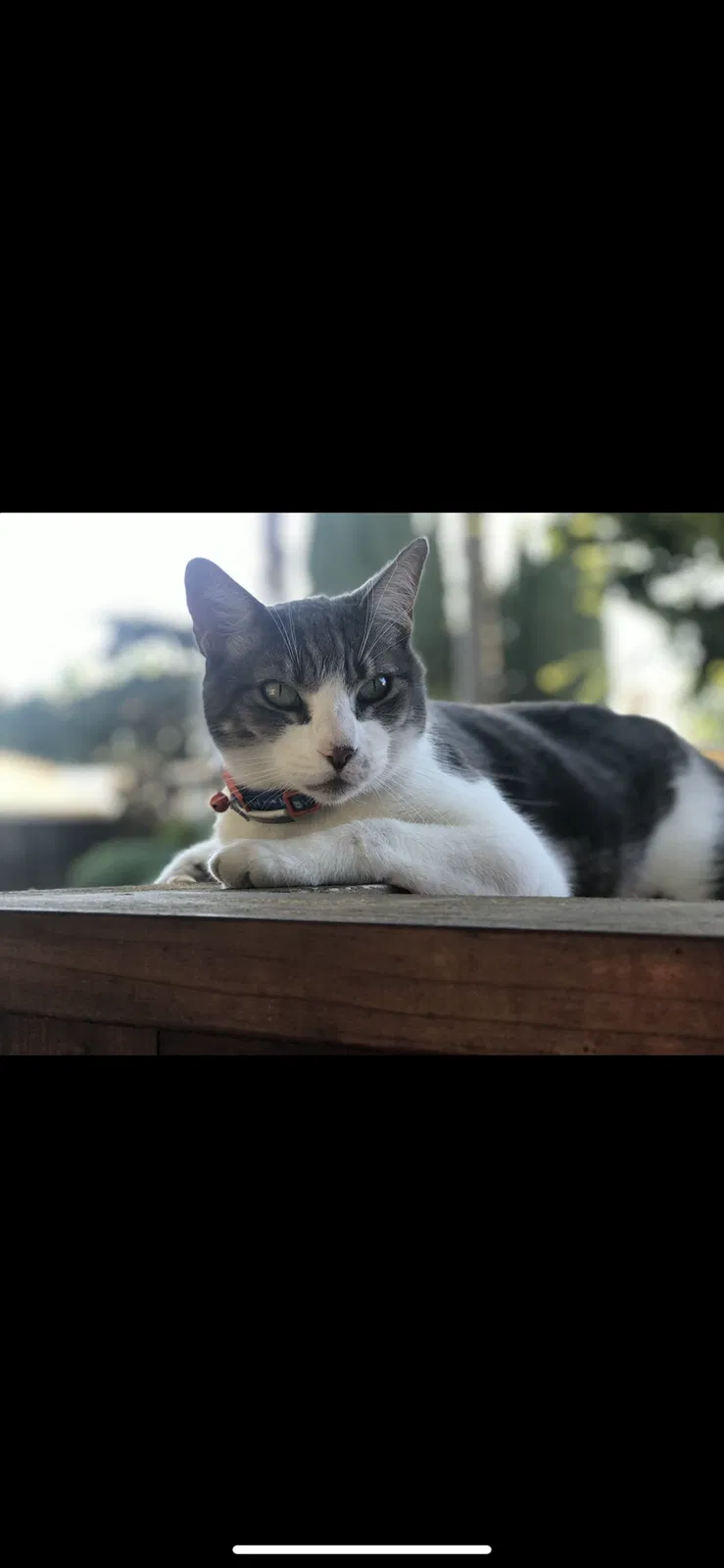 Lost cat in Pittsburg, CA, 94565