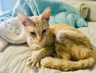 Found cat in Tempe, AZ, 85282