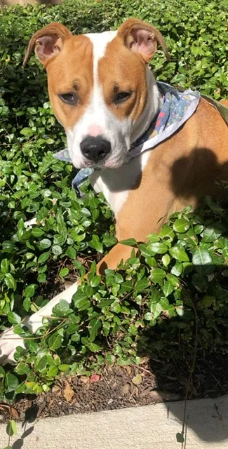 Lost dog in Jefferson, GA, 30549