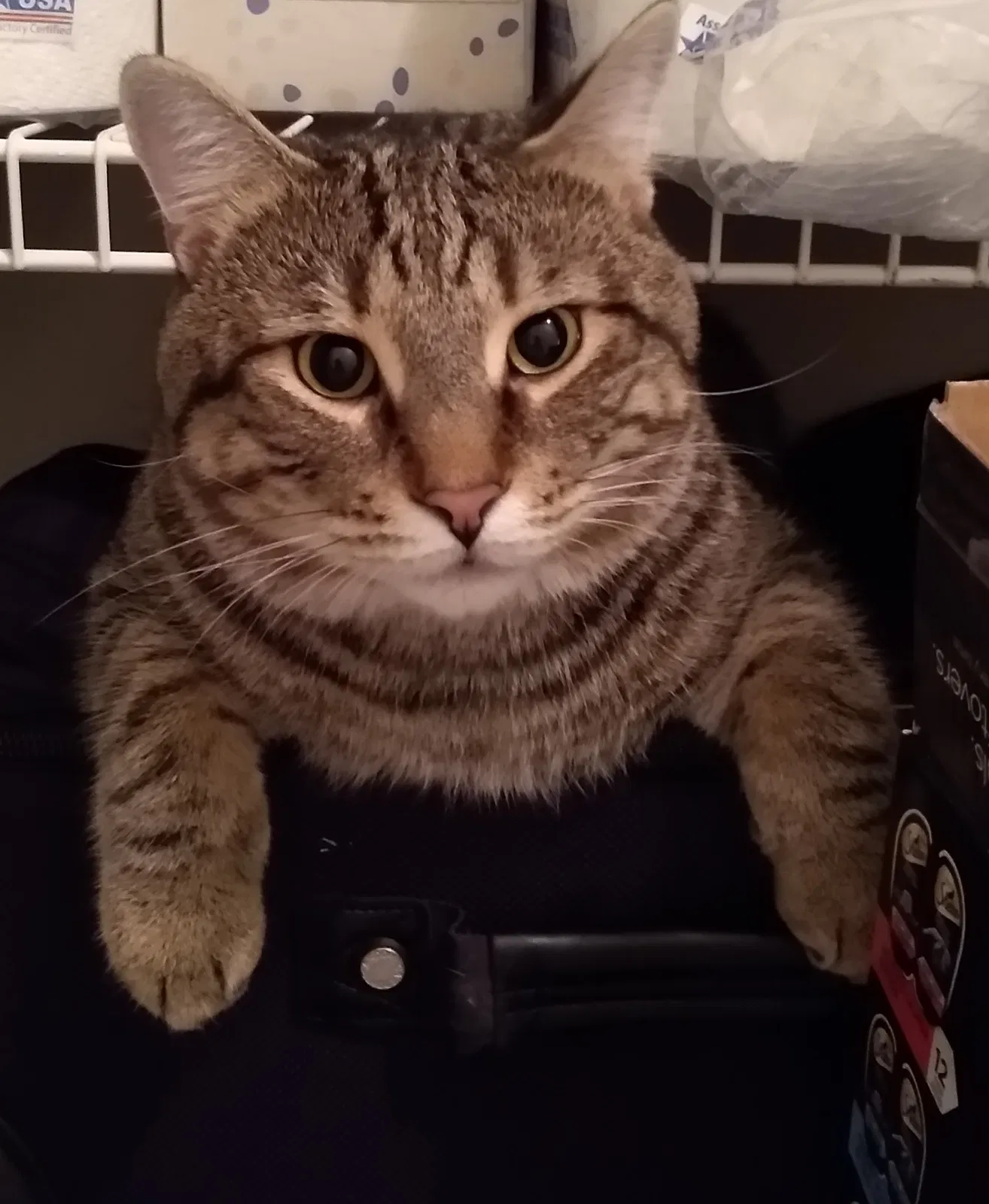 Lost cat in Fairfax, VA, 22033