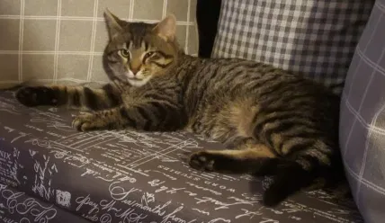 Lost cat in Marietta, OH, 45750