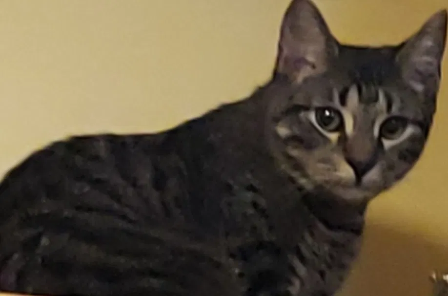 Lost cat in Worcester, MA, 1607