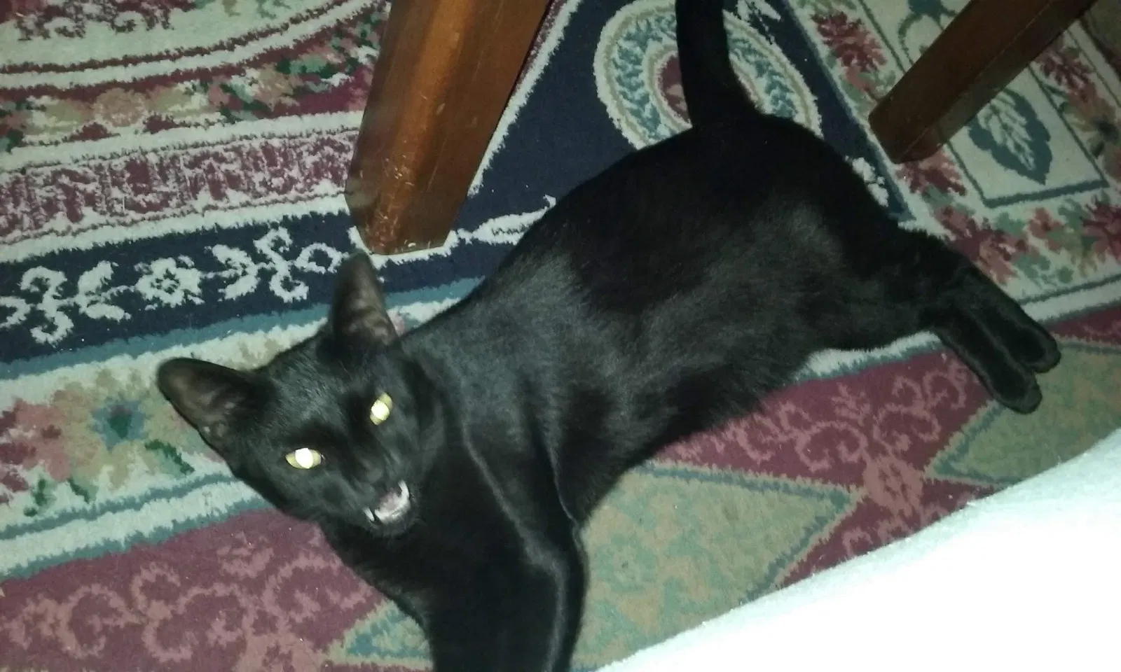 Lost cat in Tucson, AZ, 85742