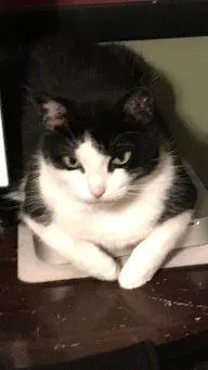 Lost cat in Miami, FL, 33143