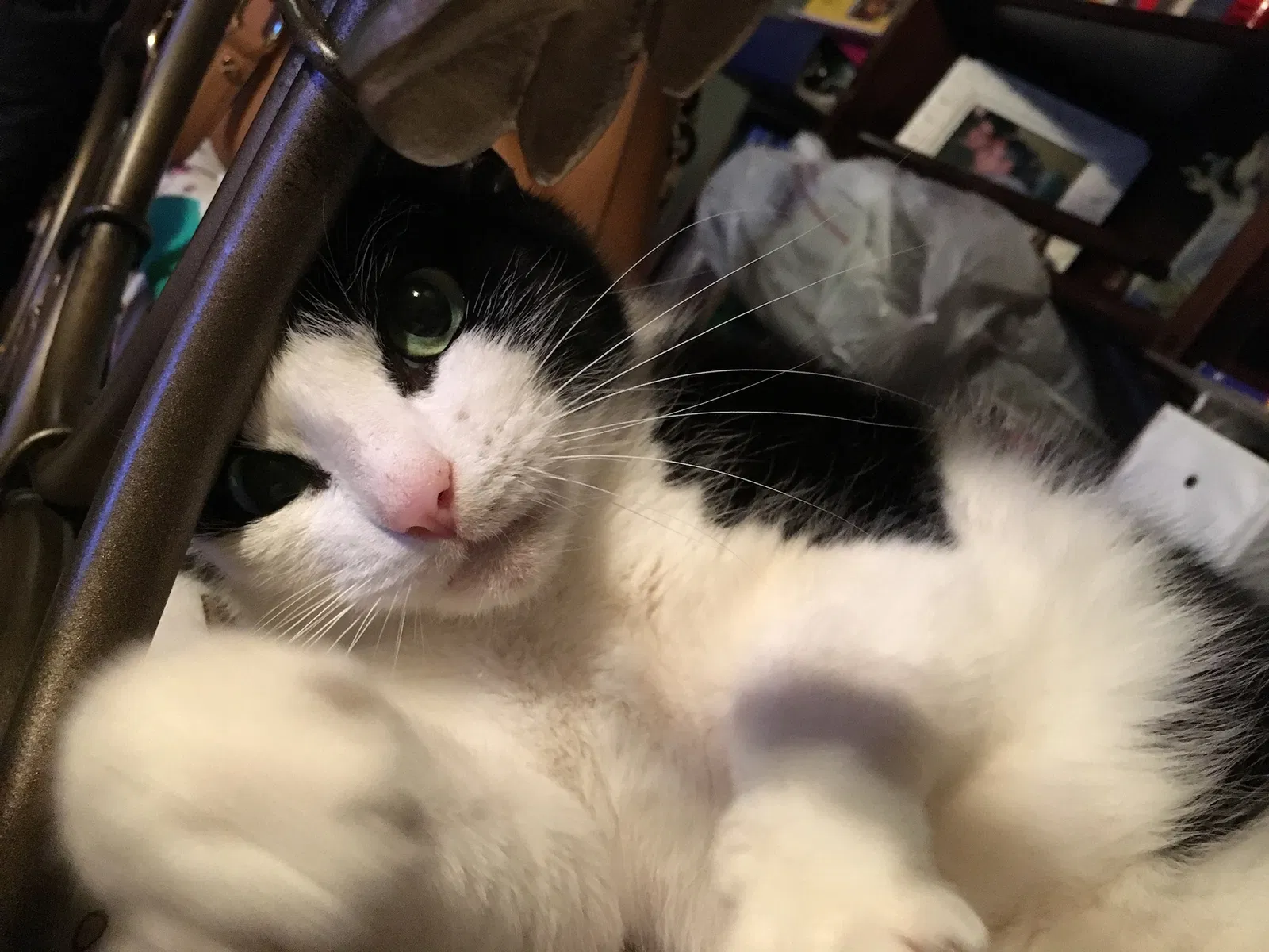 Lost cat in Miami, FL, 33143