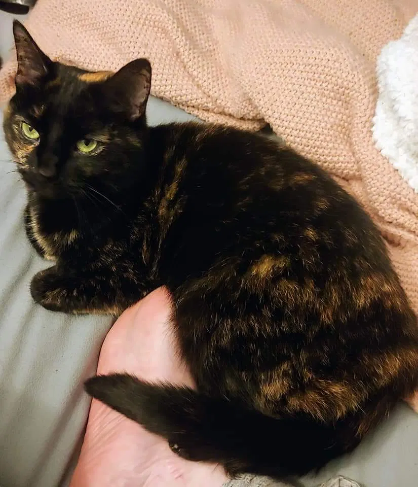 Lost cat in Cudahy, WI, 53110