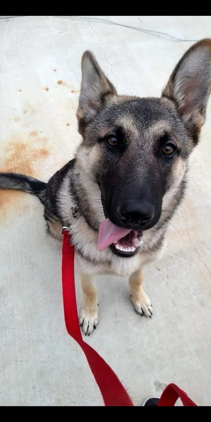 Lost dog in Longview, TX, 75604