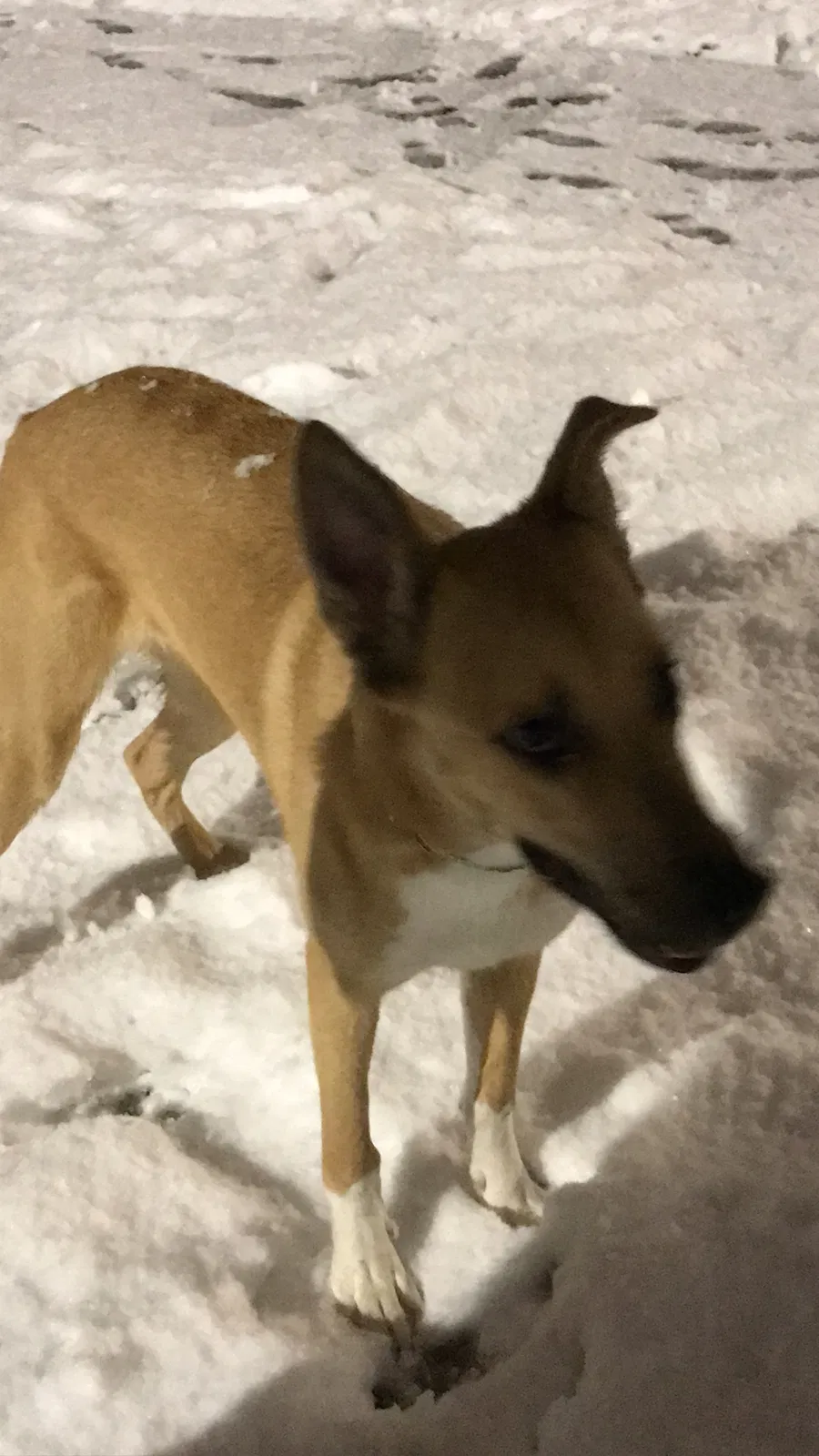 Lost dog in Roswell, GA, 30076