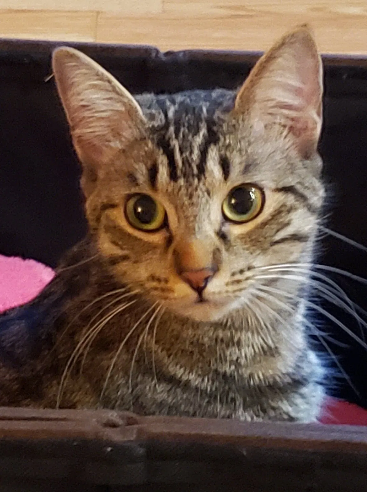 Lost cat in Buford, GA, 30518