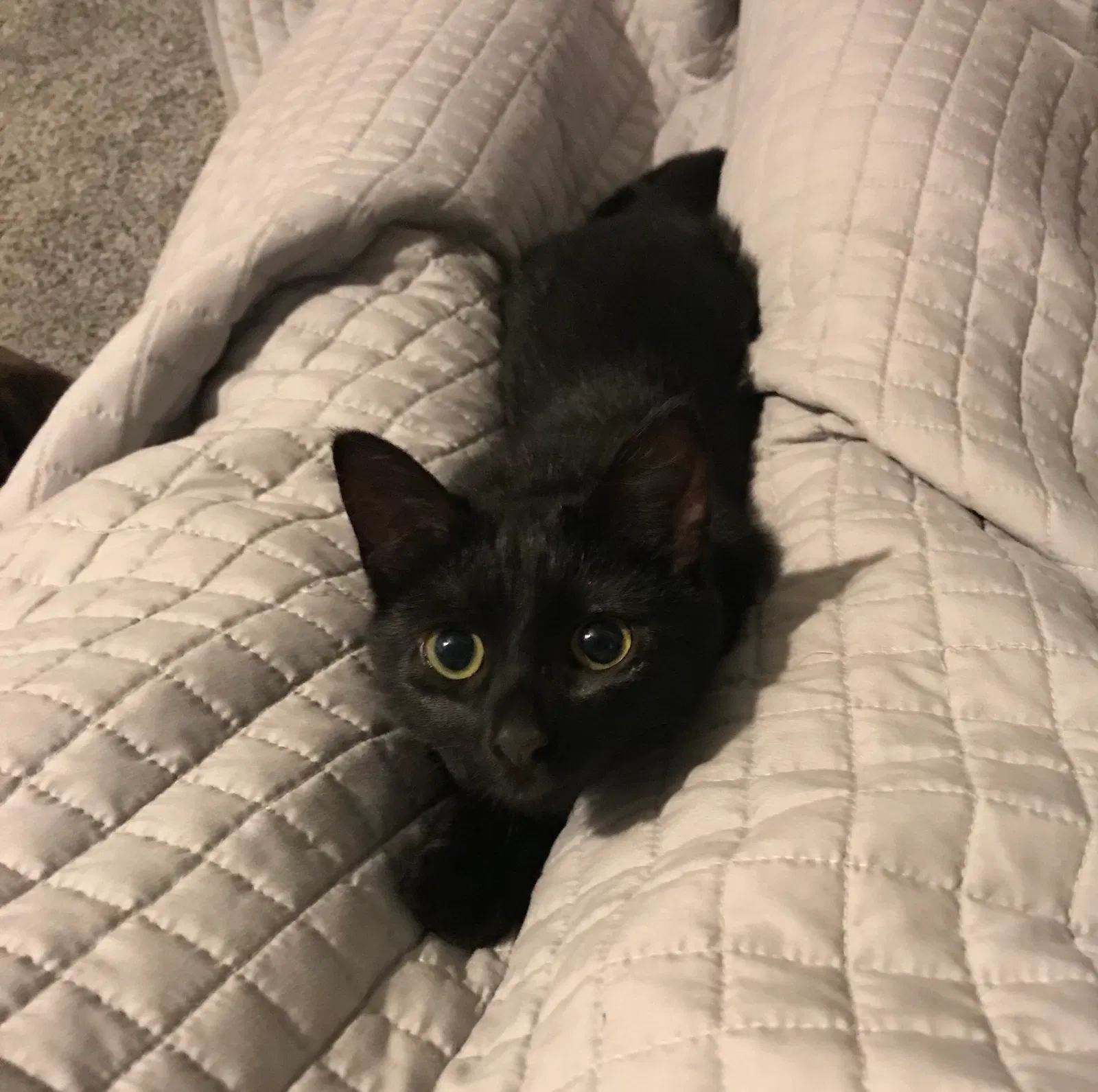 Lost cat in Alpharetta, GA, 30005
