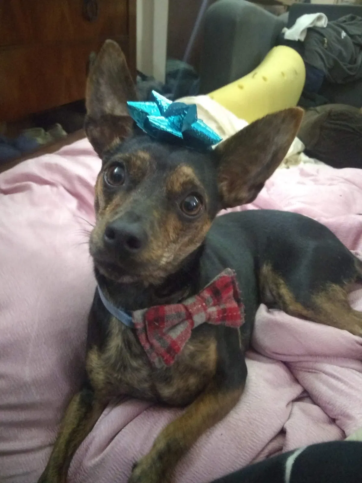 Lost dog in Decatur, IL, 62521