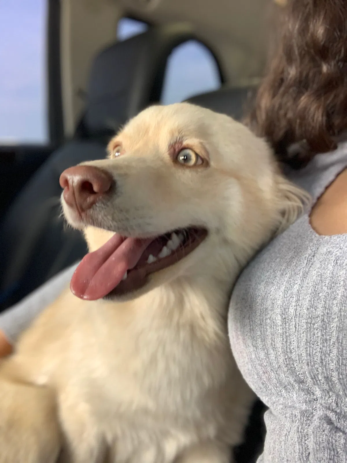 Lost dog in Lake Wales, FL, 33898