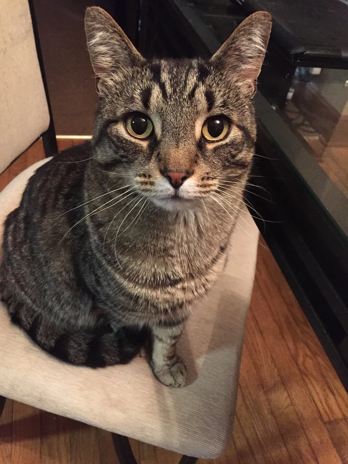 Lost cat in Longmont, CO, 80504