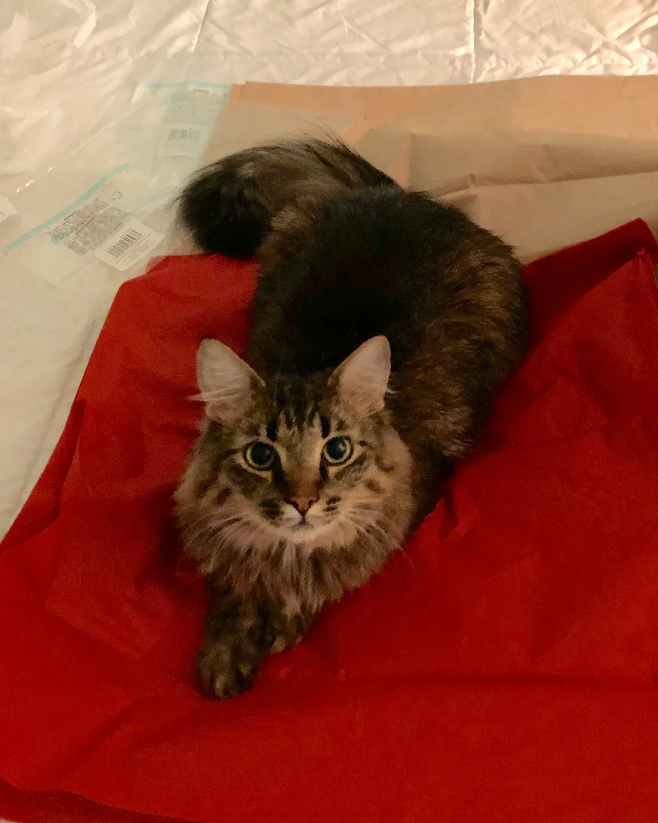Lost cat in Tuscaloosa, AL, 35406